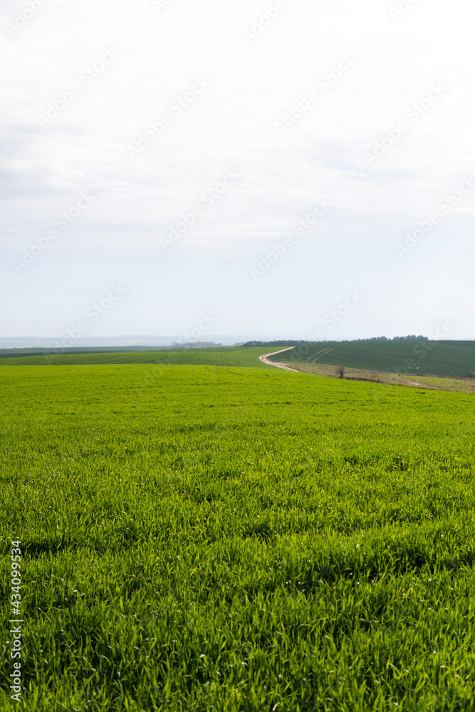 Field of young green wheat seedlings. Sprouts of young barley or wheat that have sprouted in the soil. Close up on sprouting rye on a field. Sprouts of rye. Agriculture, cultivation.