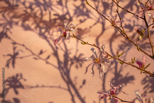 Blooming Magnolia tree on pink background with beautiful sunset shadows