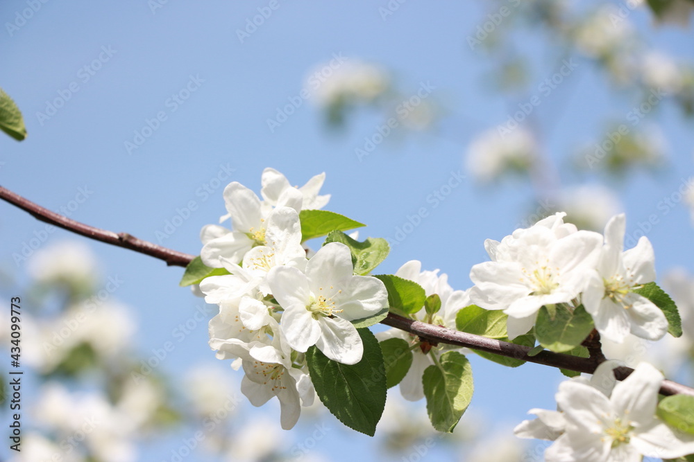 Obraz premium beautiful apple tree flowers