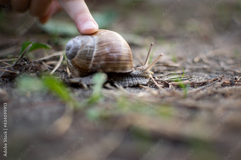 a snail crawls on the ground, sticking out its horns and is touched by a small child's finger a snail crawls on the ground, sticking out its horns and is touched by a small child's finger