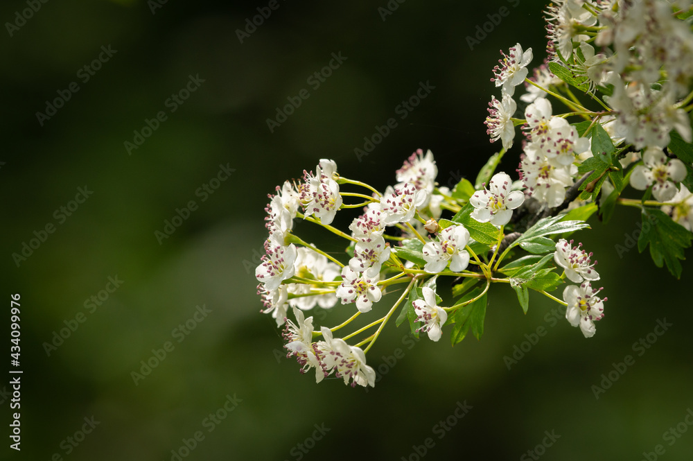 Closeup of the flowers of a common hawthorn Closeup of the flowers of a common hawthorn