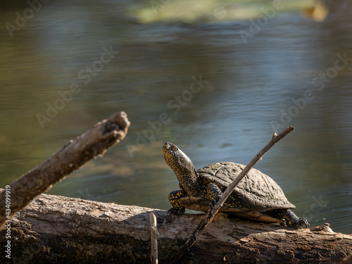 European pond turtle sitting on a trunk in a pond