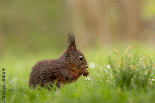 Eichhörnchen im Gras  © Andre