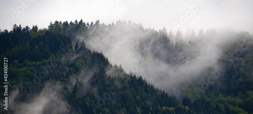 Black forest background banner - Moody forest landscape panorama with fog mist and fir trees in the foggy morning dawn