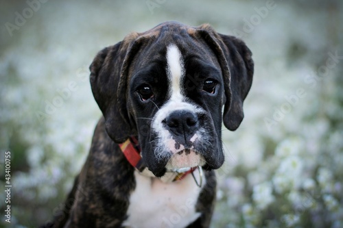 Beautiful dark brindle boxer puppy with white flowers © Liza
