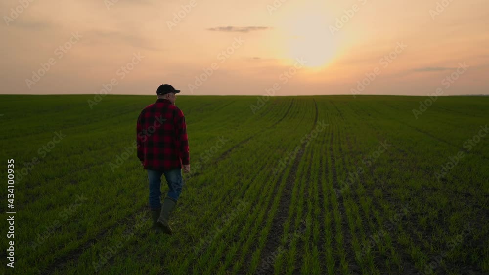 Elderly male tractor farmer at sunset walks across the field in slow motion after day's work Elderly male tractor farmer at sunset walks across the field in slow motion after day's work