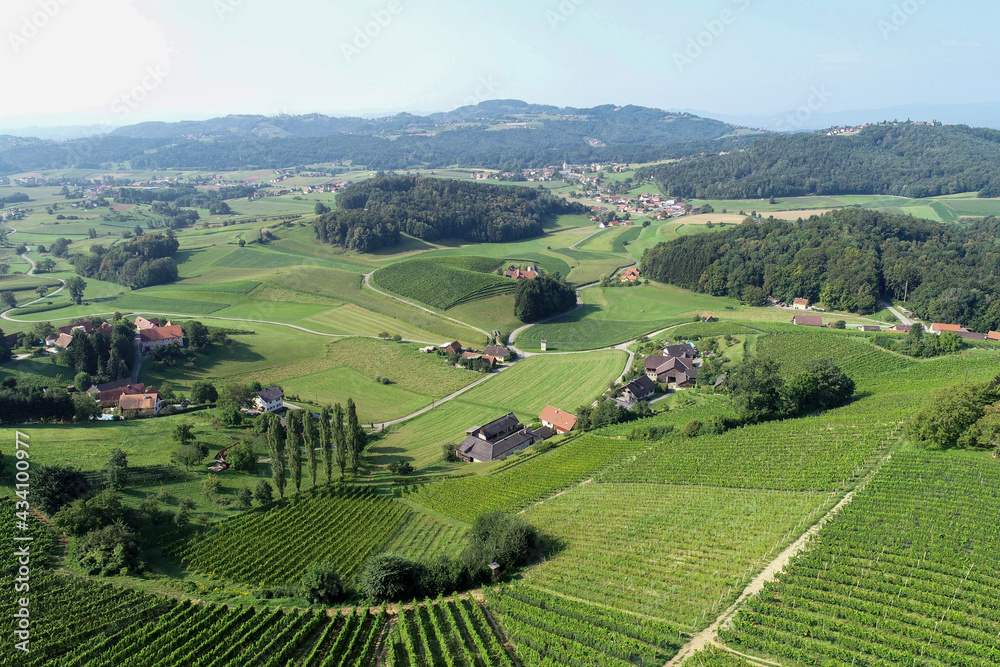 Fototapeta premium vineyard