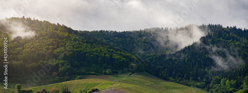 Black forest background banner - Moody forest landscape panorama with fog mist and fir trees and vineyards in the foggy morning in Offenburg, Zell-Weierbach, Ortenau
