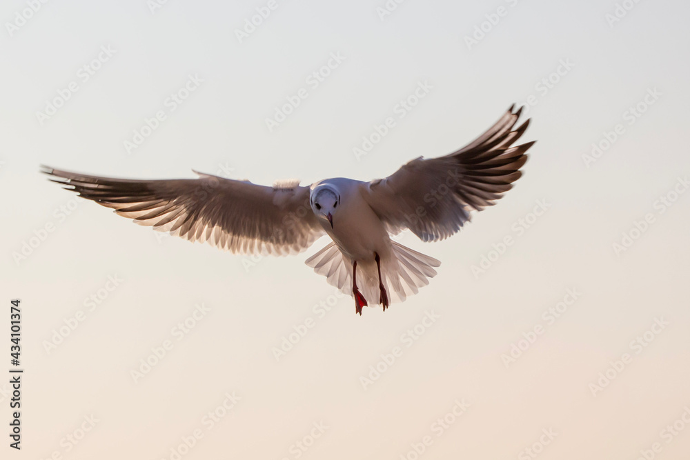 Obraz premium blue winged teal