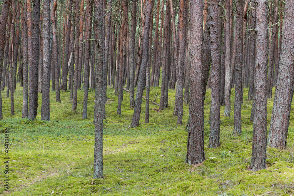 Las Słowiński Park Narodowy