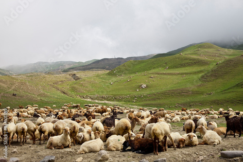 Sheep herd 