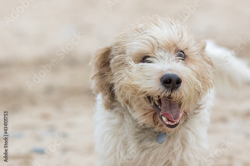 Mad dog. Crazy happy pet face. Funny animal meme image photo