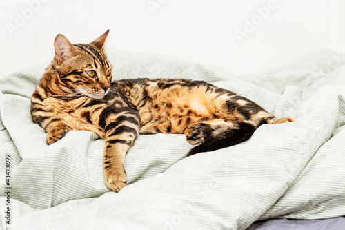 Beautiful short-haired young cat lying on bed at home. Tabby cat in bedroom.