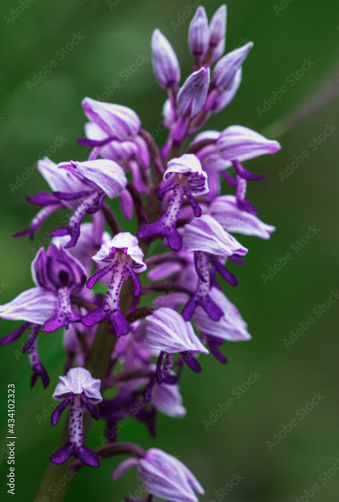 Hungarian Orchid