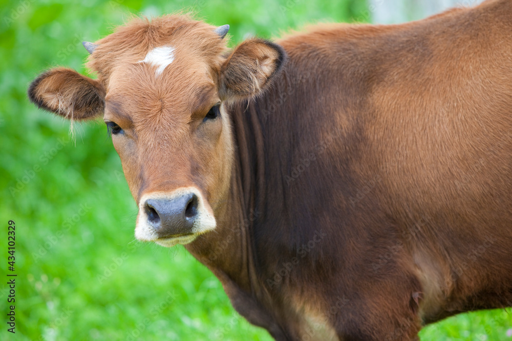 Cow