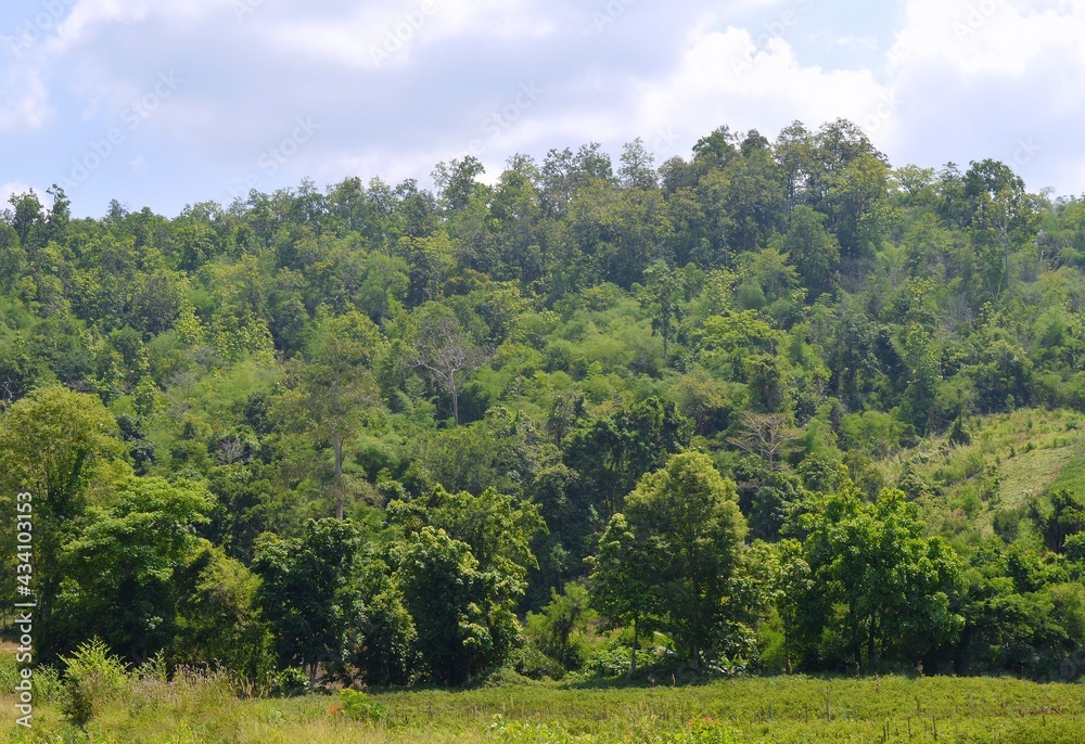 Fototapeta premium landscape with trees and sky