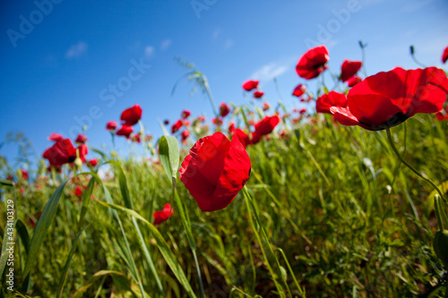 Poppy field