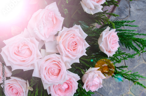 Beautiful white roses with lens flares