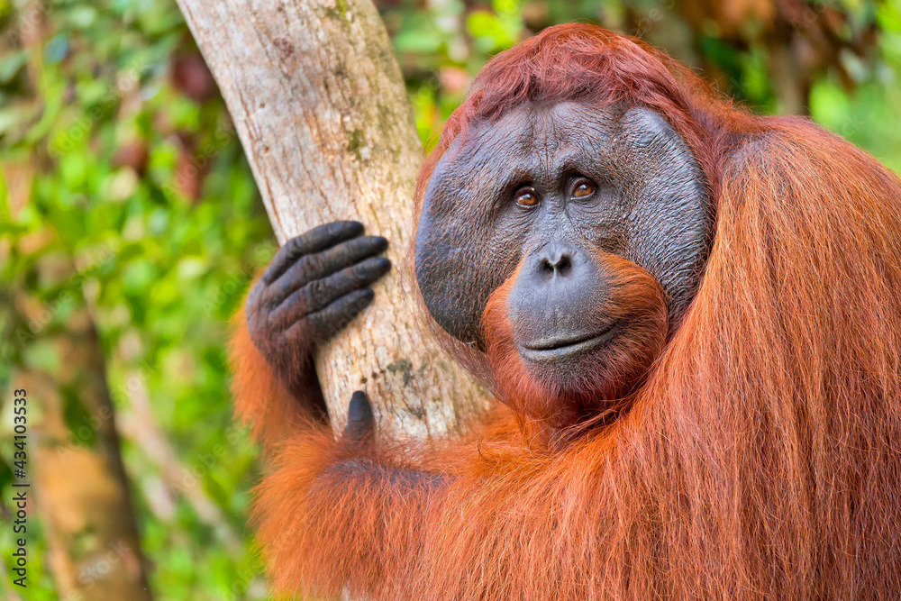 Fototapeta premium Orangutan, Pongo pygmaeus, Tanjung Puting National Park, Borneo, Indonesia