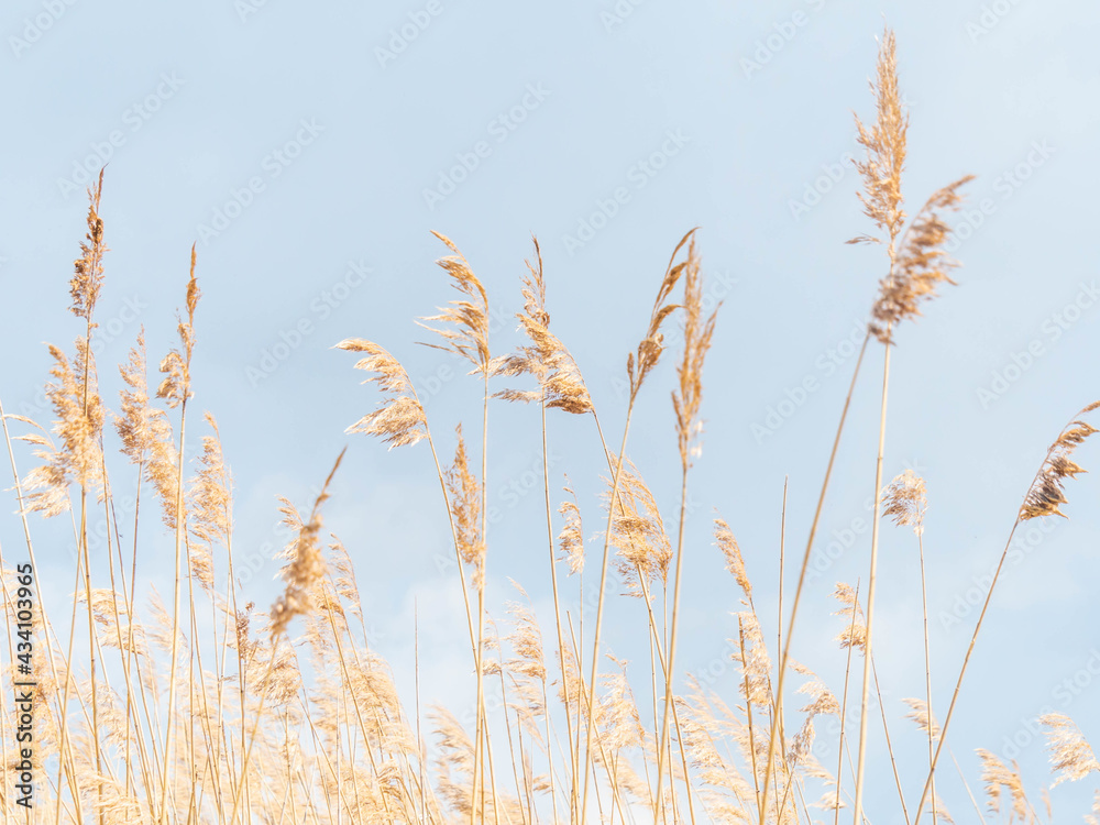 Beige dry pampas grass against the blue sky. Beige dry pampas grass against the blue sky.
