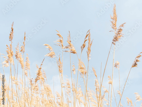 Beige dry pampas grass against the blue sky.
