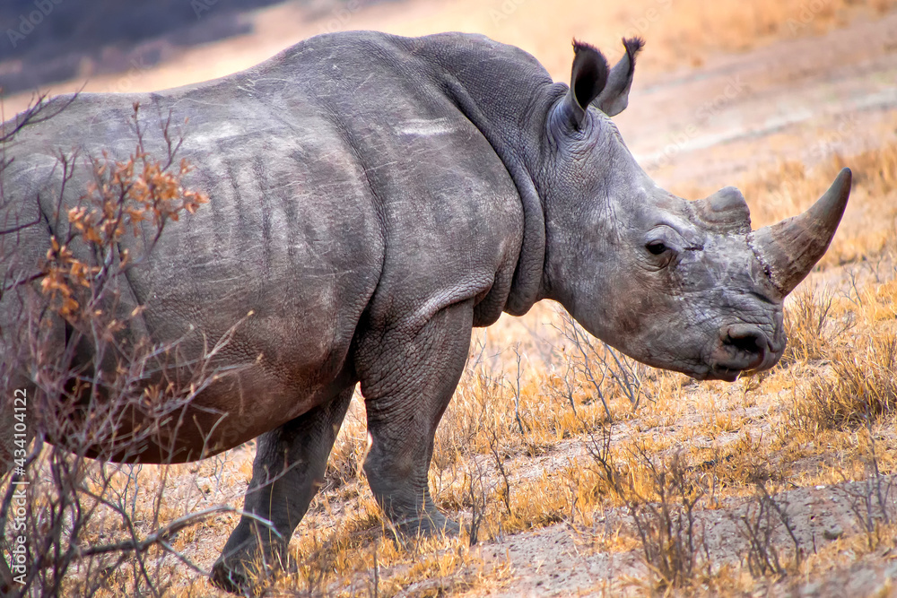 Obraz premium White Rhinoceros, Ceratotherium simum, Square-lipped Rhinoceros, Khama Rhino Sanctuary, Botswana, Africa