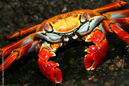 Red Rock Crab, Grapsus grapsus, Galapagos National Park, Galapagos Islands, UNESCO World Heritage Site, Ecuador, America. photo