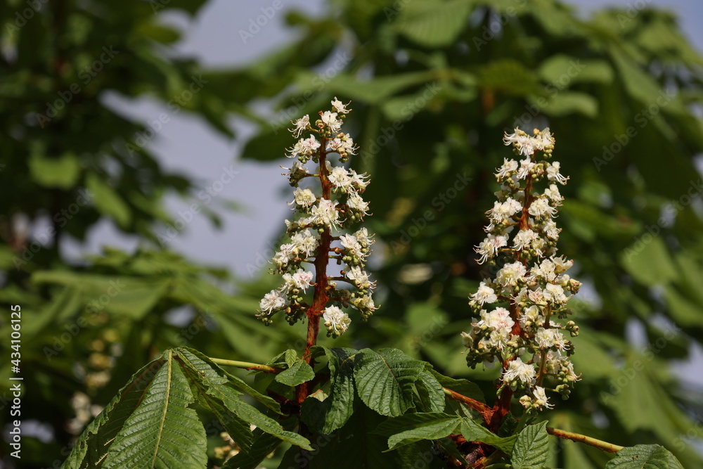 Blooming chestnuts in spring close up, Aesculus hippocastanum Blooming chestnuts in spring close up, Aesculus hippocastanum