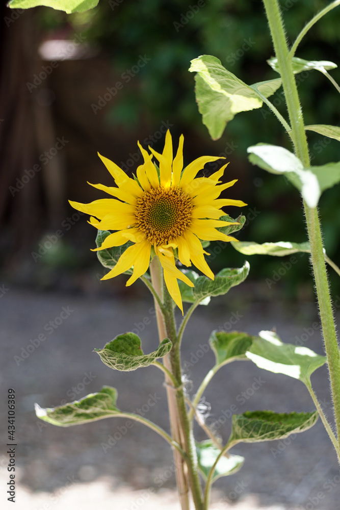 Girasol
