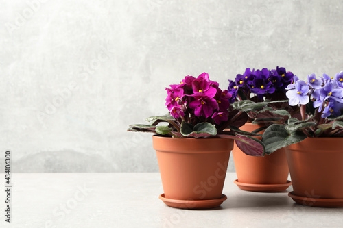 Beautiful potted violets on light grey table, space for text. Delicate house plants photo