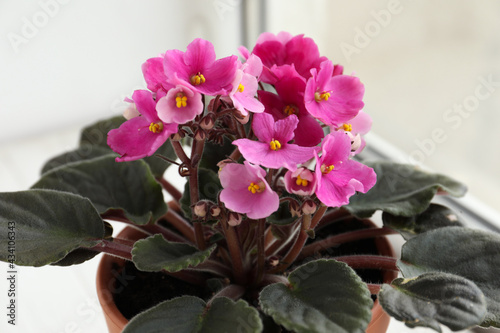 Closeup view of beautiful potted violet flowers on window sill. Plant for house decor