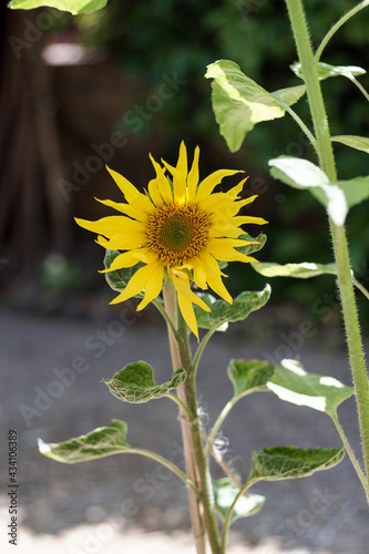 Obraz na płótnie Girasol w salonie