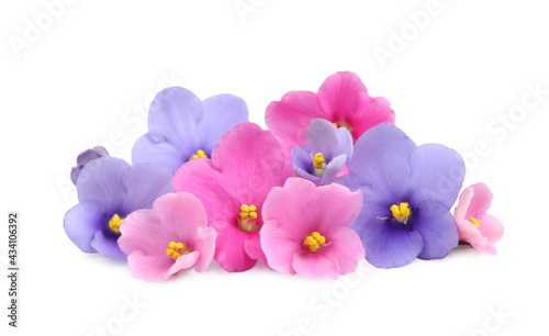 Fresh flowers of violet plant on white background © New Africa