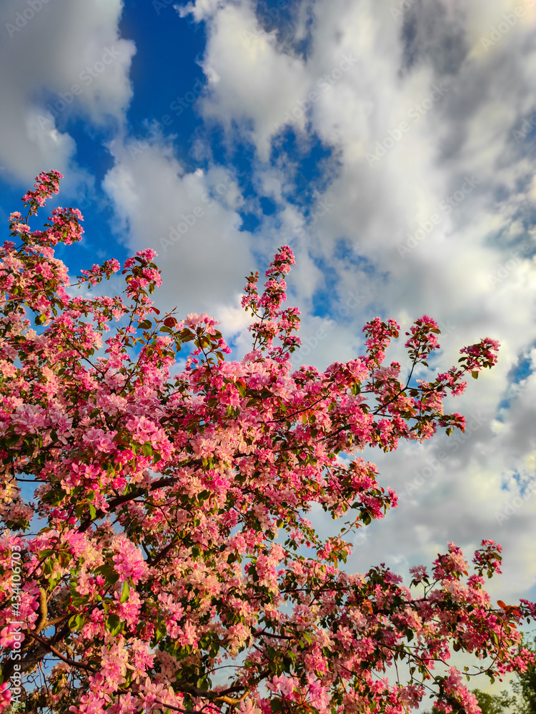 A bush of blooming decorative pink apple tree against the sky A bush of blooming decorative pink apple tree against the sky