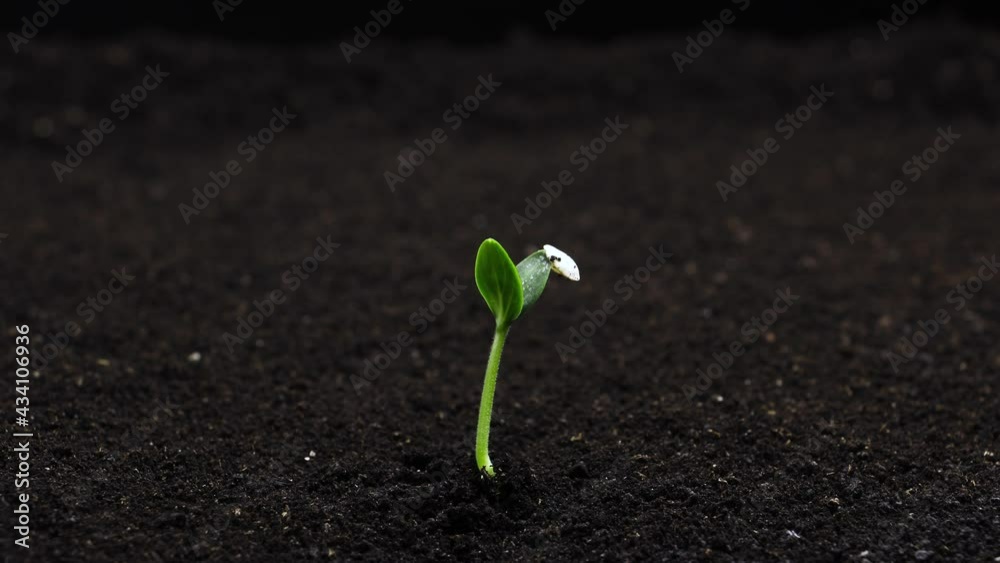 Growing vegetable seed in timelapse, Lone Concept, sprouts germination. Newborn Cucumber plant in greenhouse agriculture, Natural concept, Alone Plant, Clean and eco-friendly