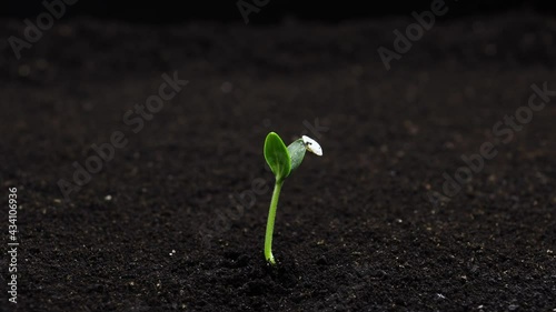Growing vegetable seed in timelapse, Lone Concept, sprouts germination. Newborn Cucumber plant in greenhouse agriculture, Natural concept, Alone Plant, Clean and eco-friendly photo