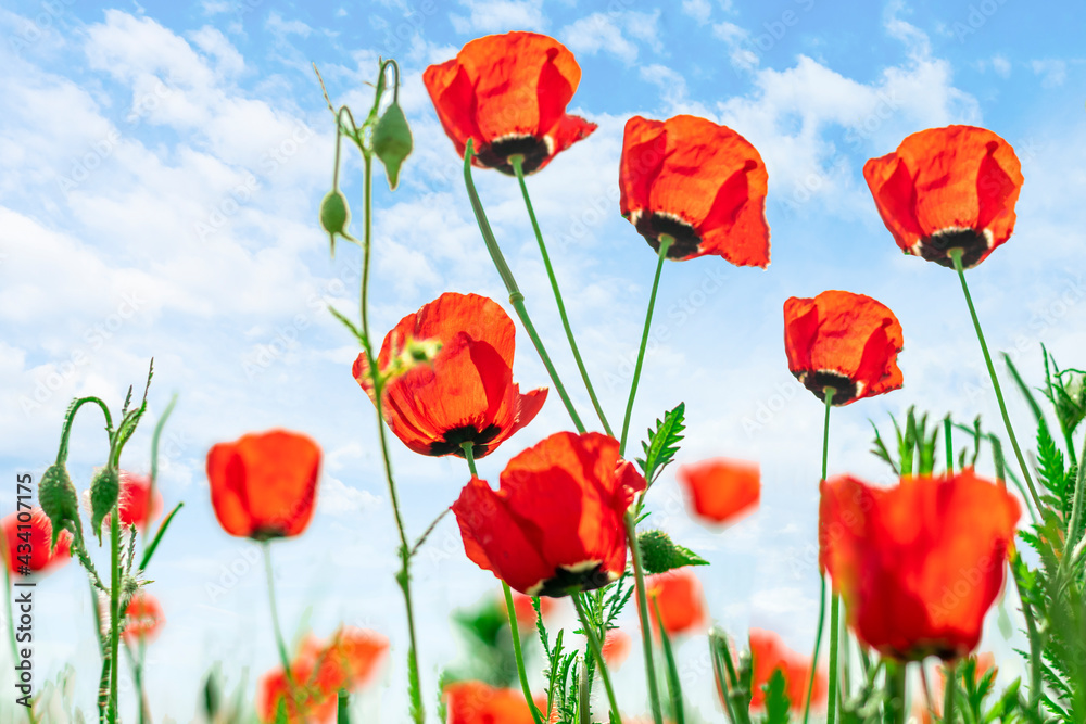 poppy field bottom view summer concept