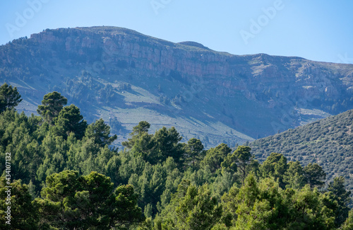 Mount Chelia in the Aures region, Algeria, Blue Atlas Cedar (Cedrus Atlantica) natural habitat
