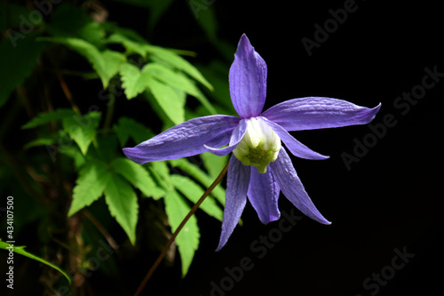 Clematis alpina photo