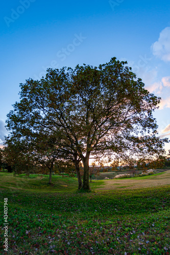 Autumn tree and leaves at sunset