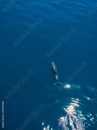 Aerial view of Bottlenose dolphin in blue sea. Aquatic animal © artifirsov