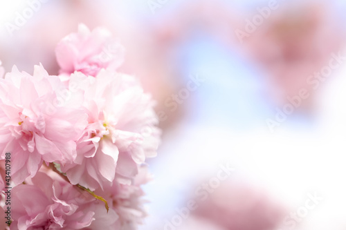 Beautiful pink sakura blossom on blurred background, closeup. Space for text