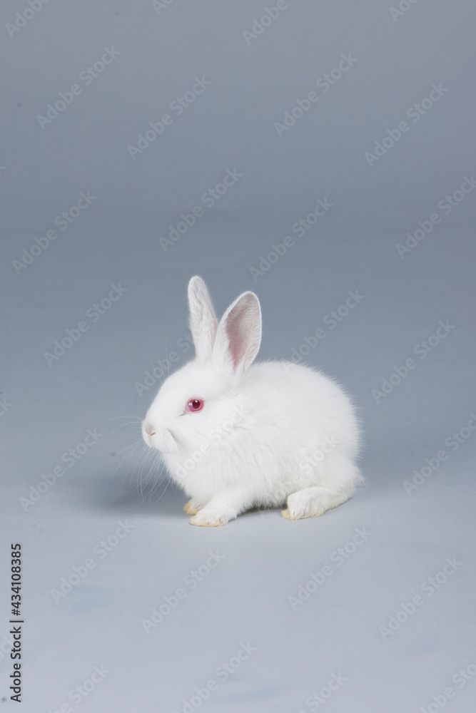 White rabbit on grey background White rabbit on grey background