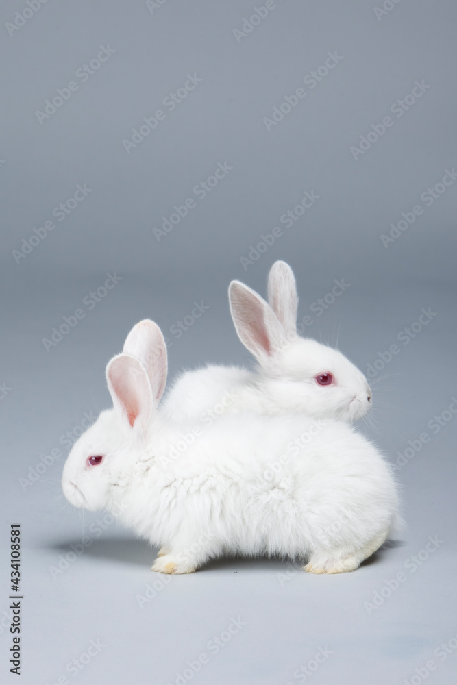 White rabbit on grey background