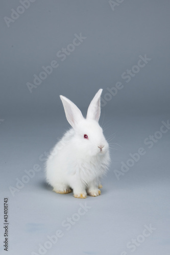 White rabbit on grey background © Retan