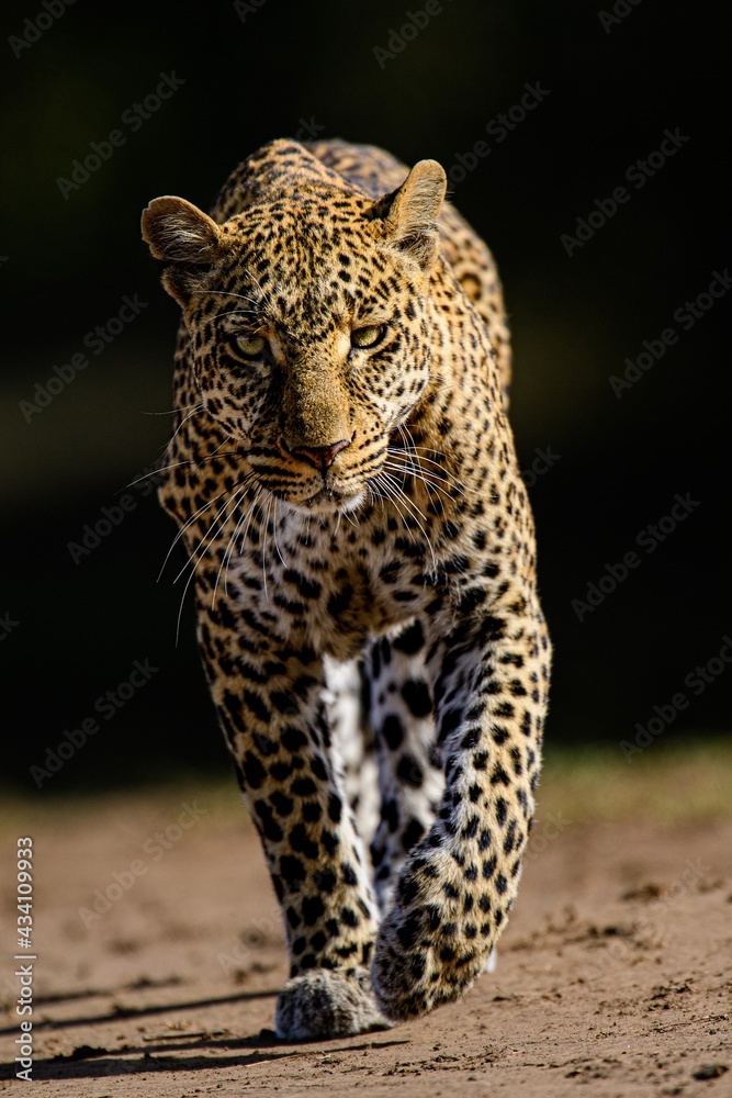Naklejka premium leopard in the zoo