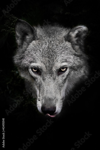 She-wolf female with yellow eyes portrait on a black background with traces of plants