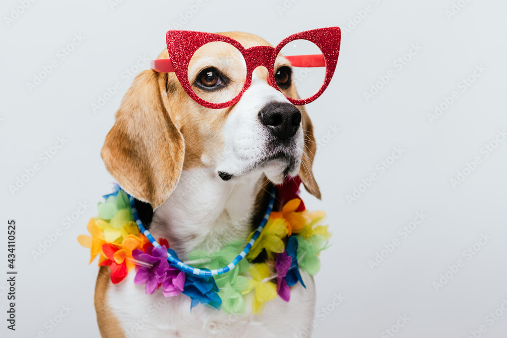 Adorable party Beagle with pink flamingo sunglasses and Hawaiian necklace with white background
