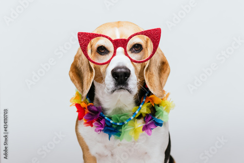Adorable party Beagle with pink flamingo sunglasses and Hawaiian necklace with white background © Andy