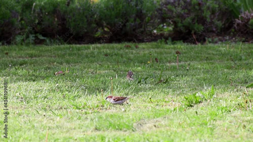 Sparrows collects nesting material for nesting in a meadow Sparrows collects nesting material for nesting in a meadow